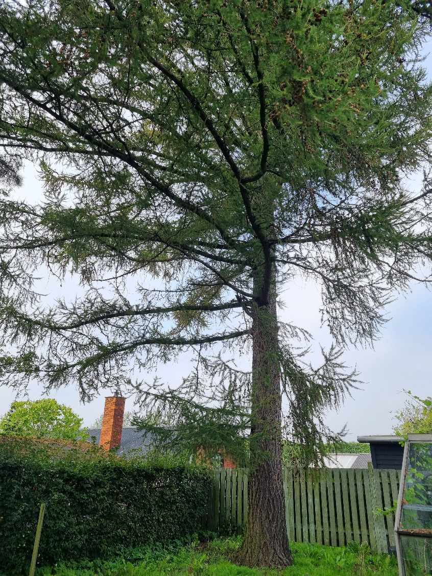 Hjælp til min have jeg skal have fældet 6 træer i min forhave og baghave