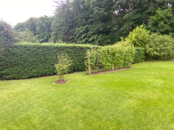 Hækklipning af lærkehæk