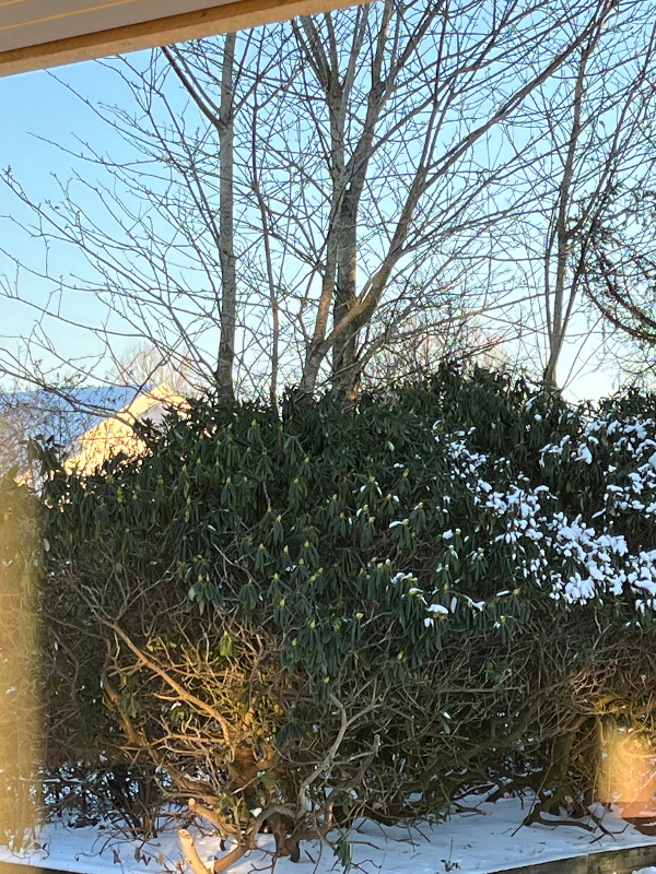 Fældning af selvsåede kirsebærtræer