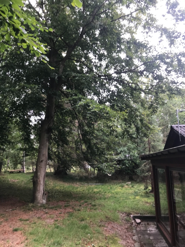 Fælde to høje træer