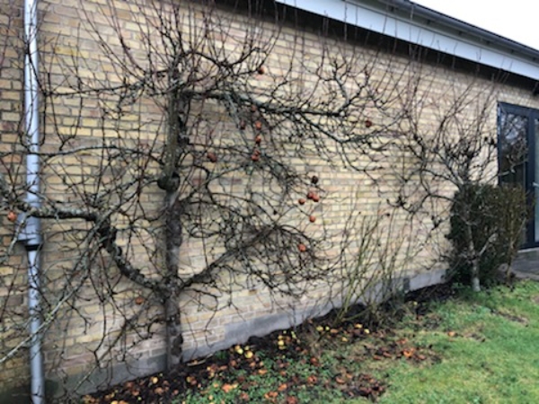 Fjernelse og beskæring af vegetation