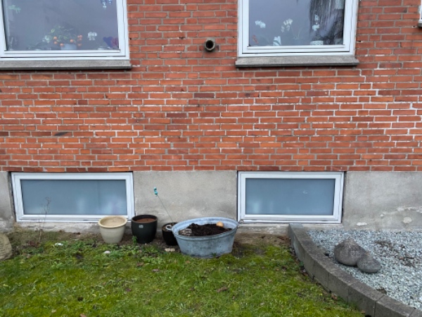 Flytning af syrisk rose og gamle roser