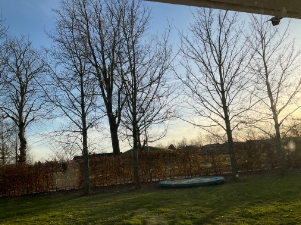 Beskæring af træer