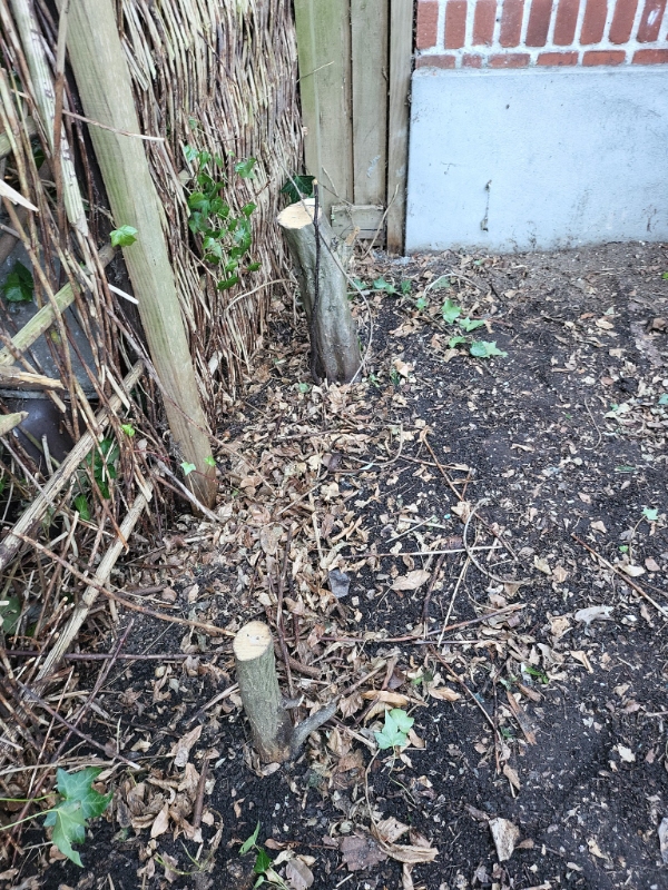 Stubbe og rødder fra bøgehæk skal fjernes