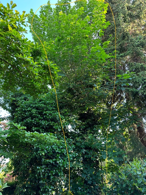 Beskæring af 3 træer fra 5 meters højde ned til 1 meter og 80 cm, så kun stammerne står tilbage