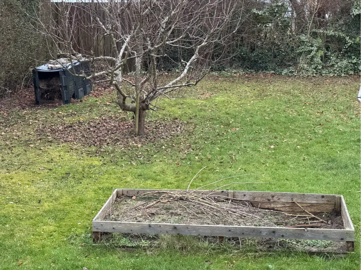 Beskæring af æbletræ