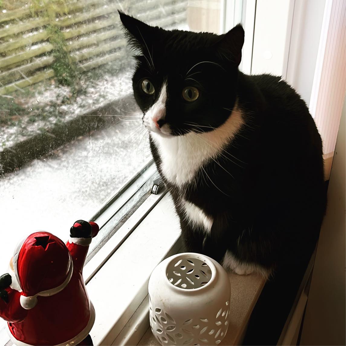 Pasning til inde kat