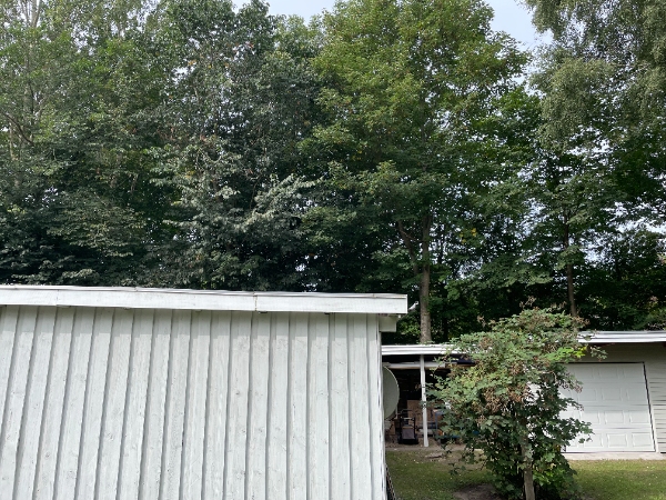 Fældning/nedskæring af 1 ahorn træ