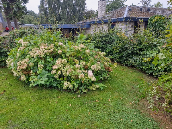Ukrudt fjernelse og hæk klipning