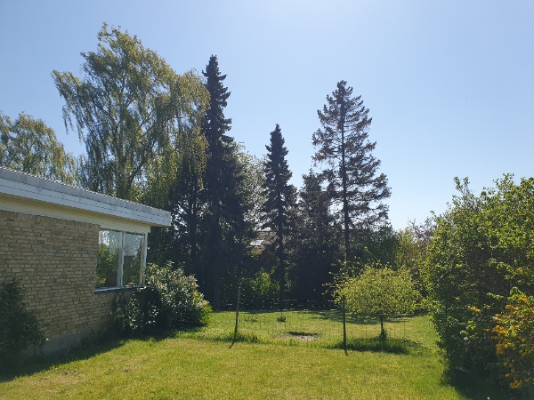 Fældning af 2 grantræer