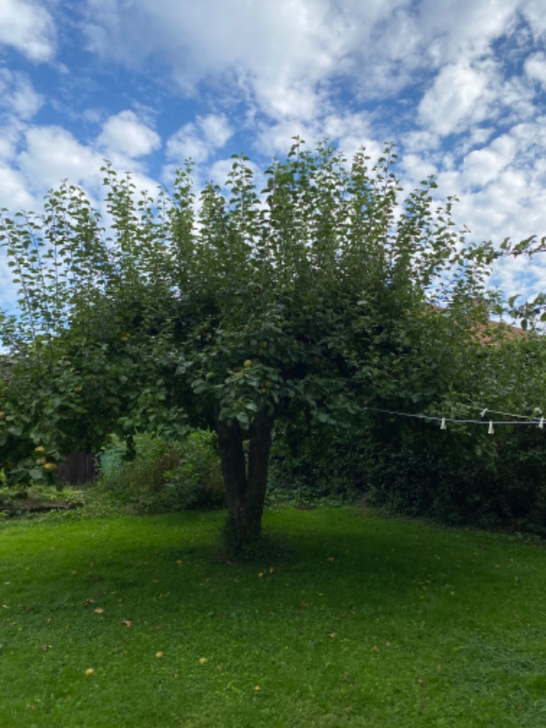 Beskæring af frugttræer og hæk