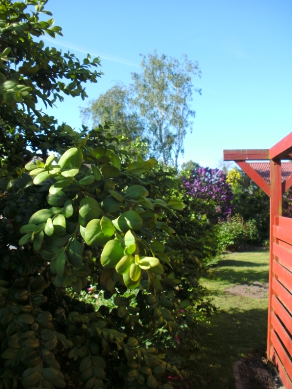 beskæring af 4 kirsebær lauerbærbuske