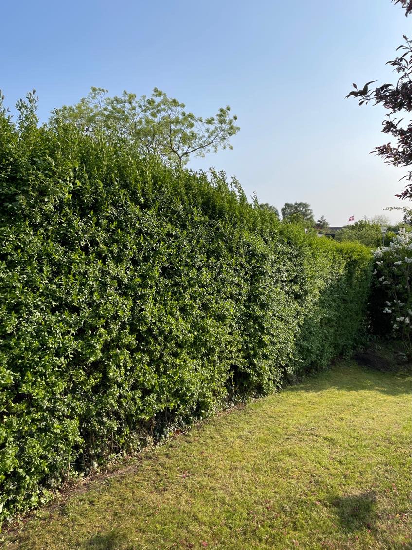 100 meter hækklipning