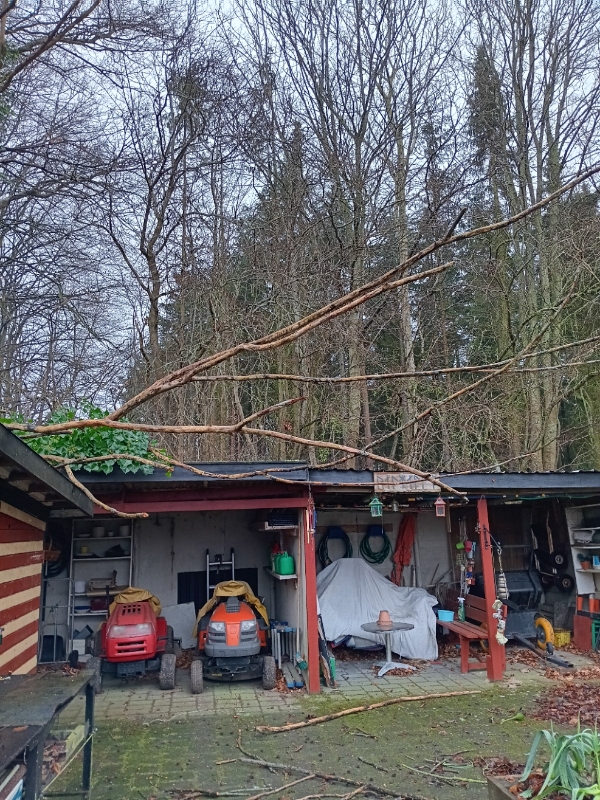 fjerne et væltet træ