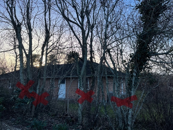 Træbeskæring i have