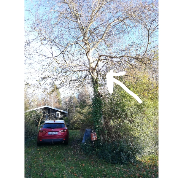 Fældning af syv træer