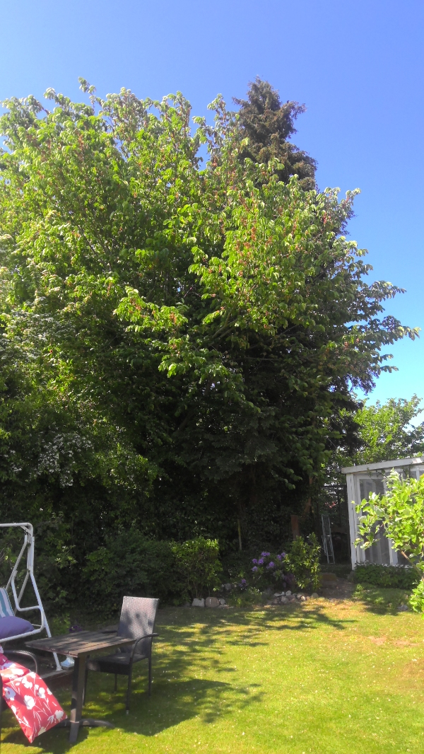 Fældning og bortskaffelse af træer