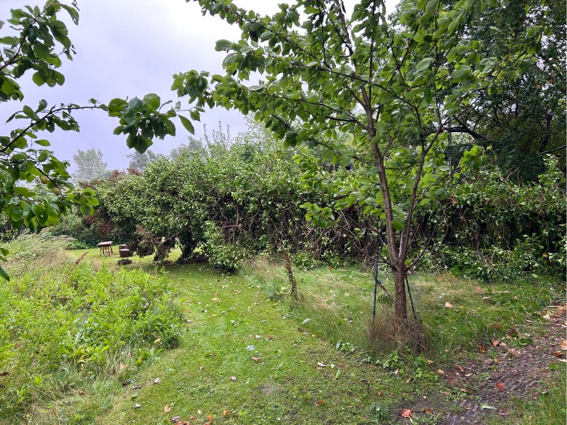 Bortskaffe væltet træ fra have i Vejby