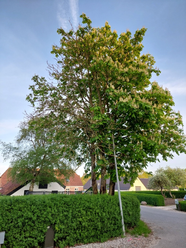 Fældning og stubfræsning af træ