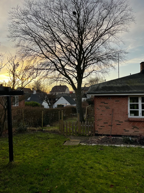 Fældning af 1 træ og beskæring af 1 træ