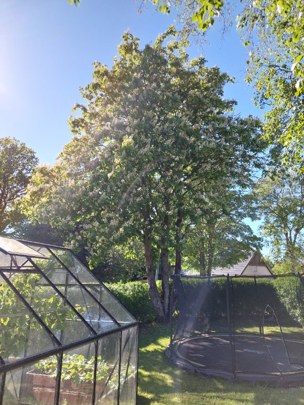 Fældning og stubfræsning af træ