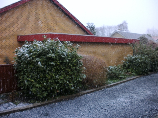 beskæring af 4 kirsebær lauerbærbuske