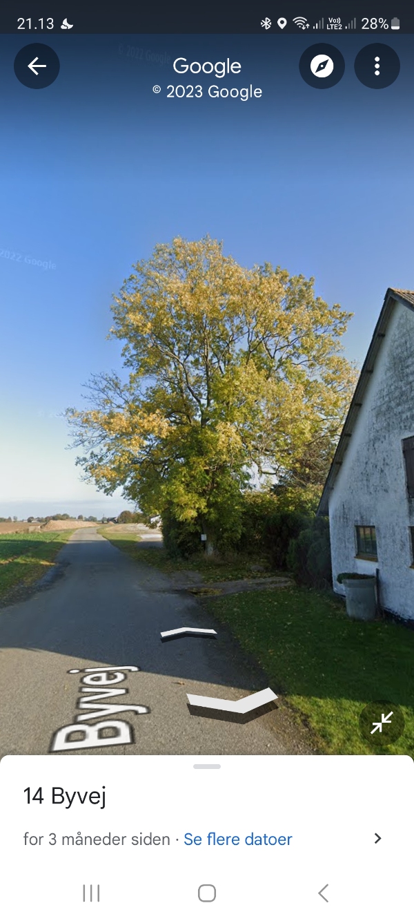 Fældning af kæmpe træ