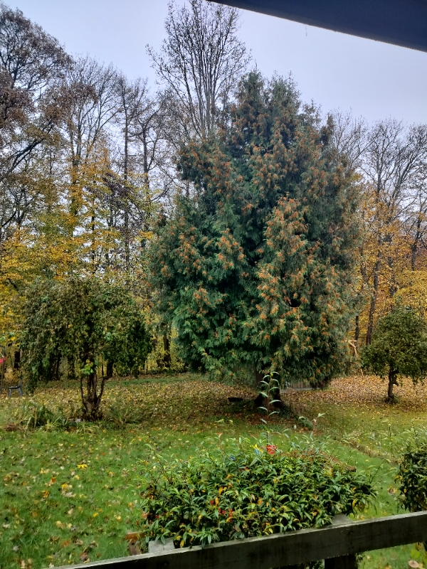 Fældet et stort træ.