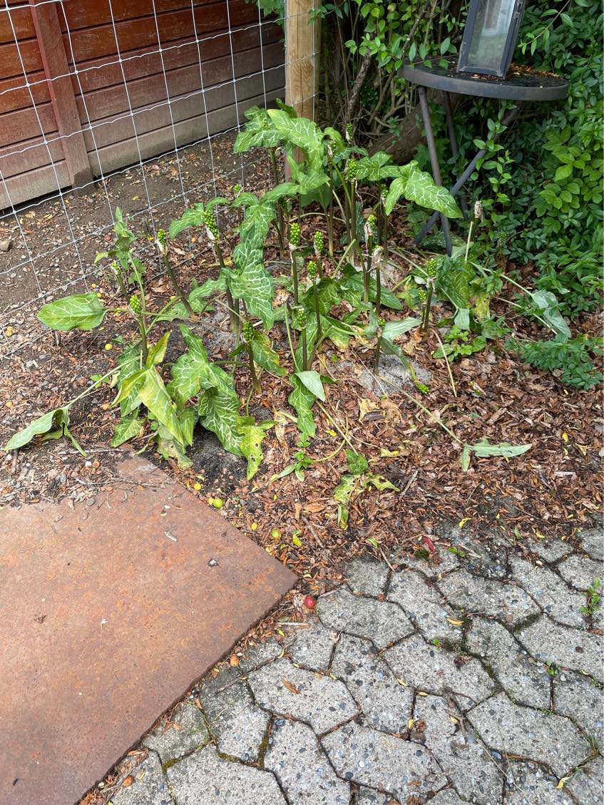 Fjernet ukrudt i indkørsel, og terrasse.