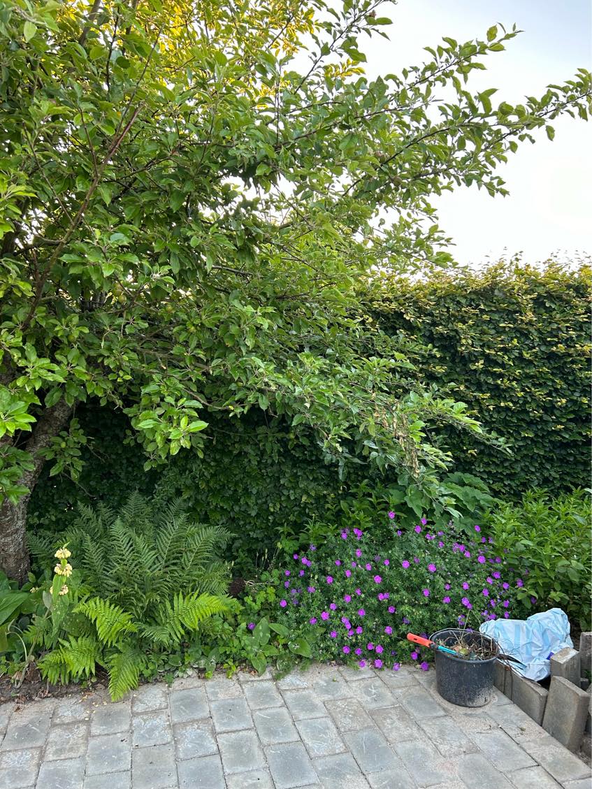 Klipning af bøgehæk og bortskaffelse