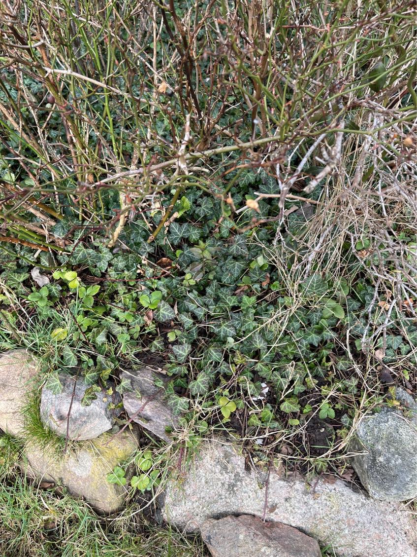 Fjerne efeu / vedbend