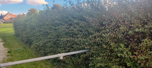 Hækkeklipning og bortkørsel af affald