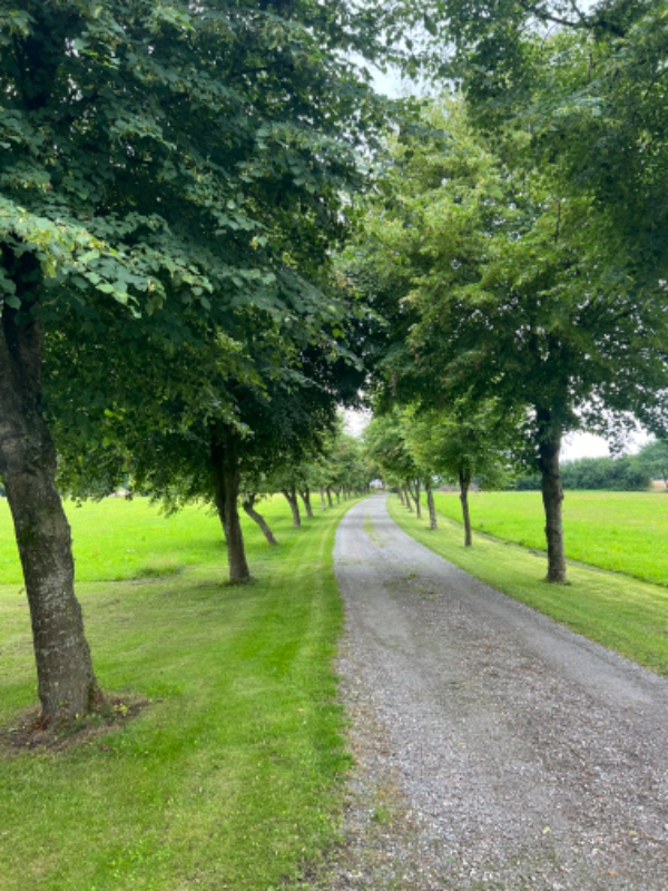 Beskæring af lindetræer