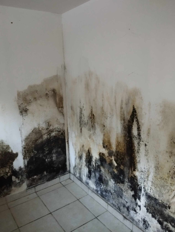 Nedvaskning af skimmelsvamp i villakælder
