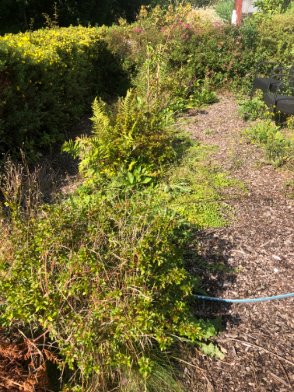 Fjernelse af ukrudt i mit havehus