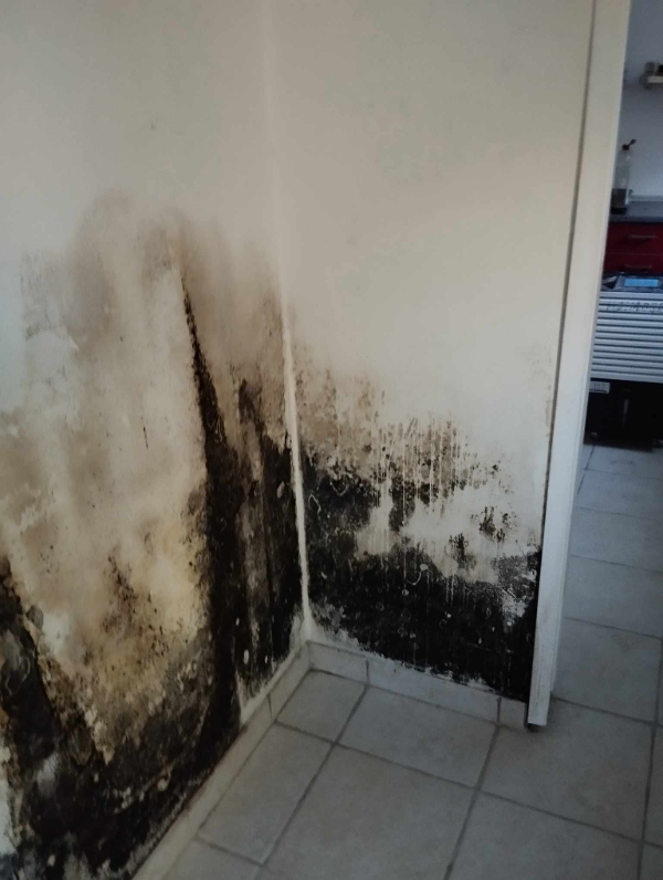 Nedvaskning af skimmelsvamp i villakælder