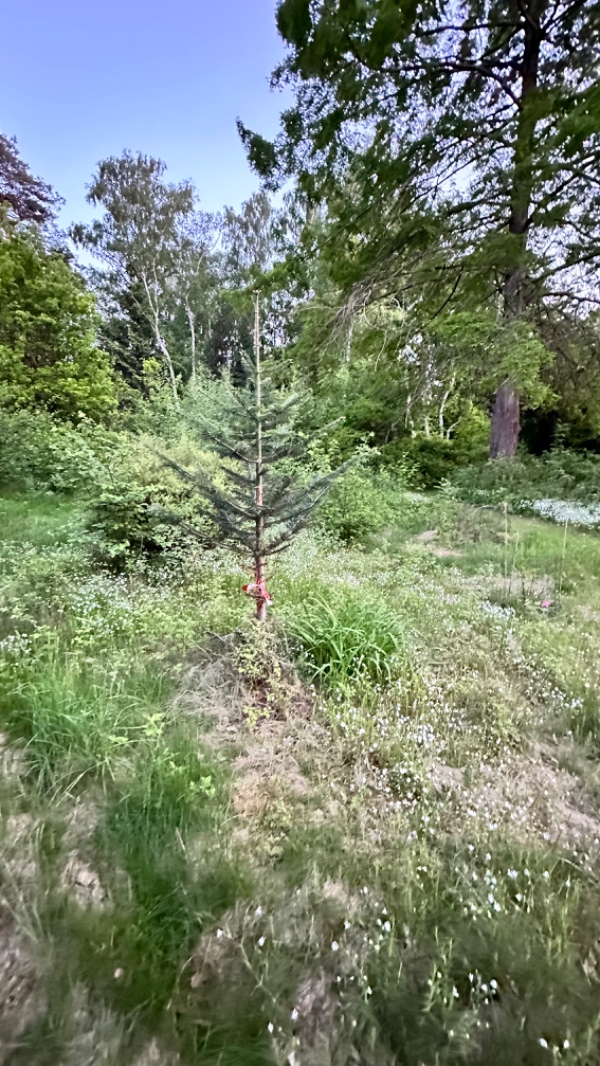 Fældning af 6 træer samt kløvning