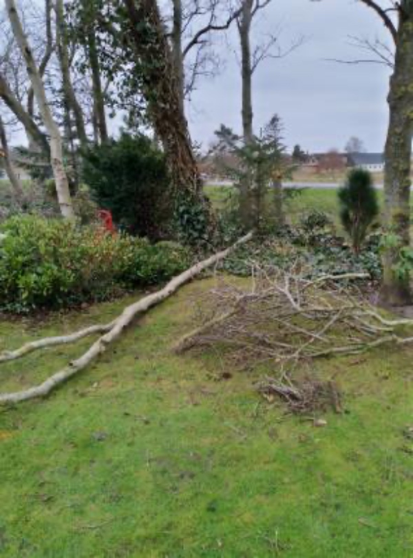 Beskæring/skovning af væltede træer