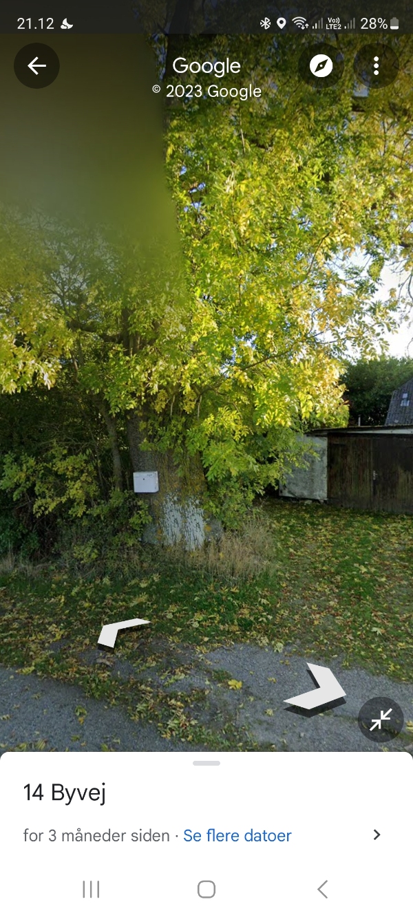 Fældning af kæmpe træ