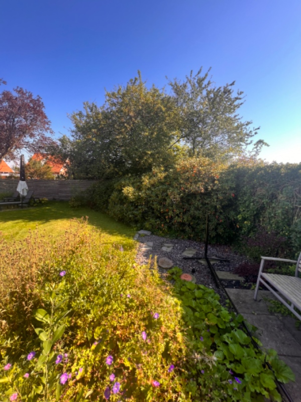 Flytning af rhododendron fra Helsinge til Charlottenlund
