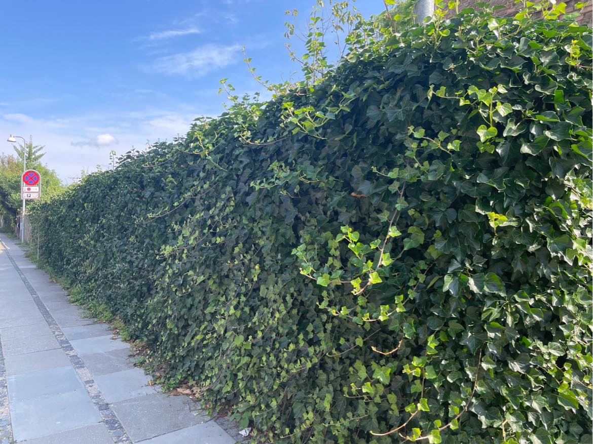 Klippe hæk og kører grøntaffald til genbrug