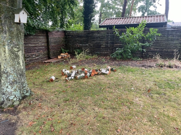 Hugning/Kløvning af Birketræ til brænde