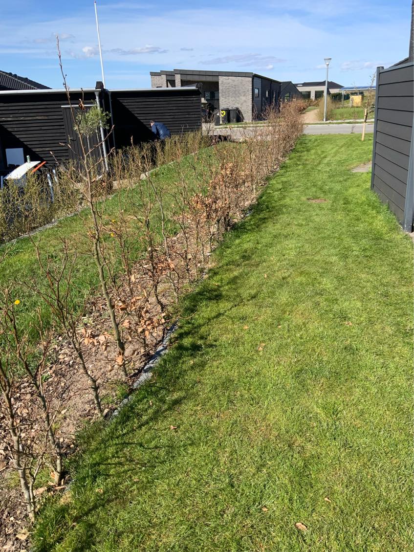 Lugning af 38 meter hæk