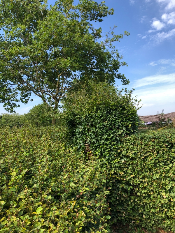 Beskære top og bredde af 10m. hæk