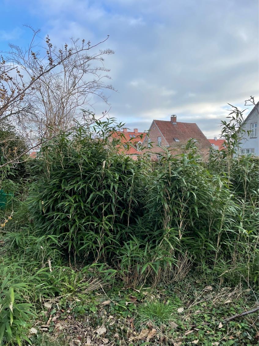 Fjernelse af bambus i haven