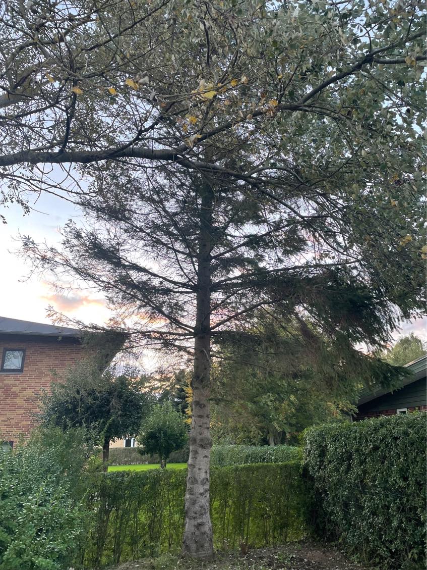 Fældning/beskæring af 5 træer