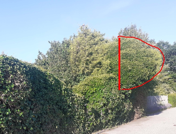 Klipning af efeu der starter 2,3 m fra jorden. Hele hækstykket måler 3,5 x 3 meter, men kræver stige