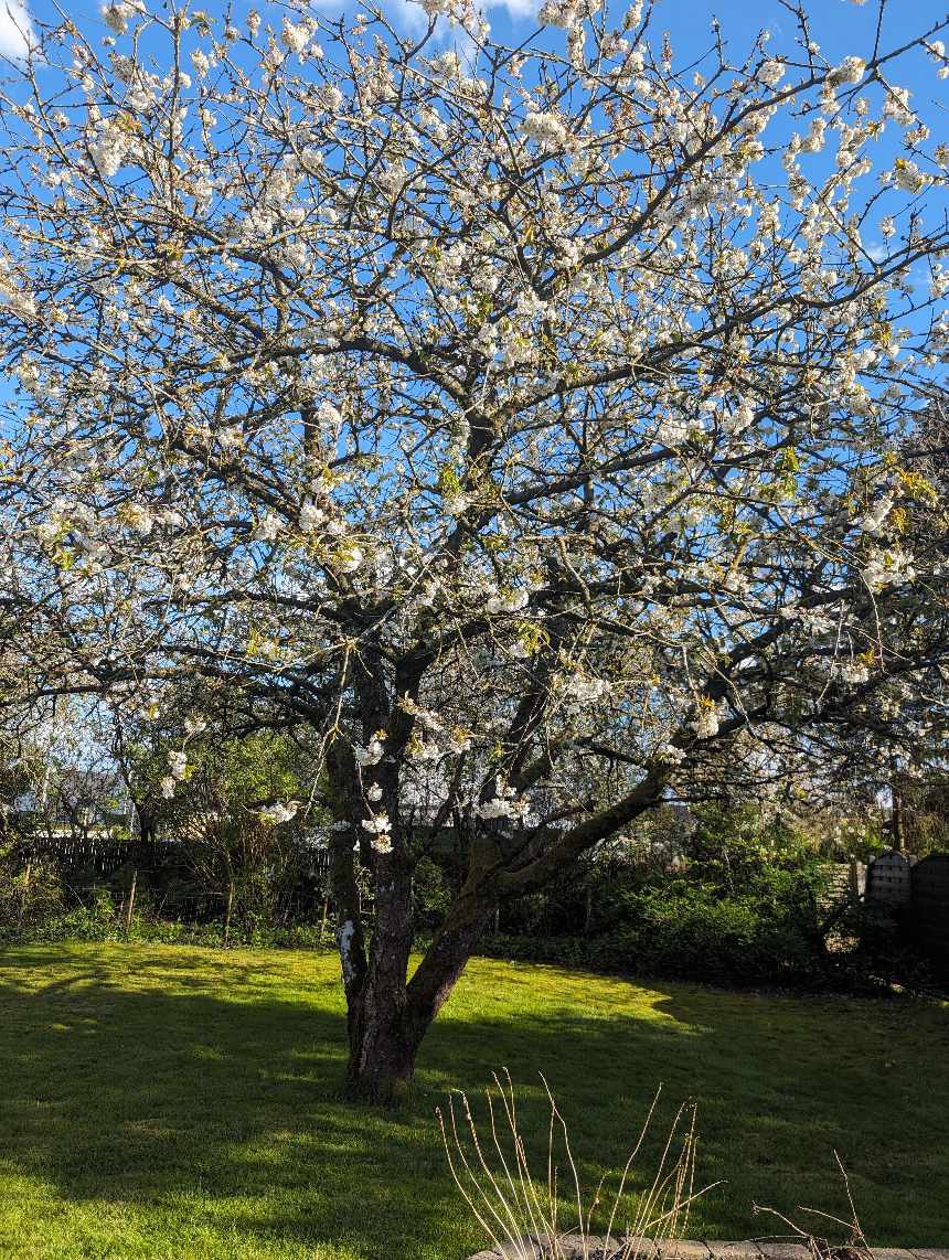 Fældning af træer samt fræsning af stubbe