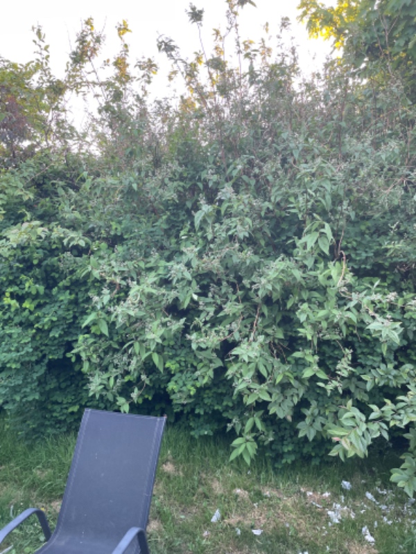 Hækklipning og affaldsfjerning