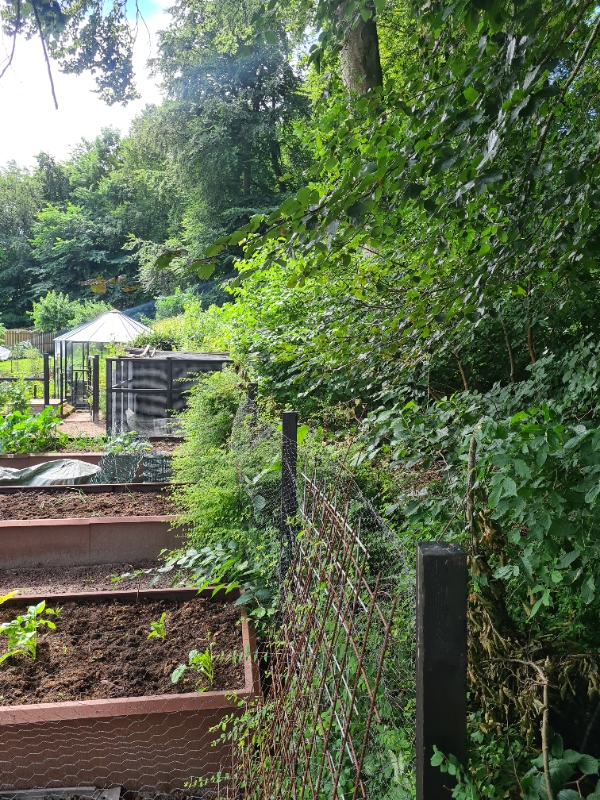 Klipning og fjernelse af hæk